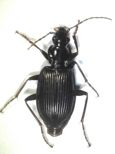 Réf. 240 989 : Platynus assimilis